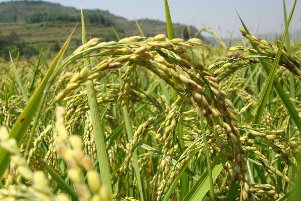 香龙优726水稻品种简介，秧田亩播种量约10公斤