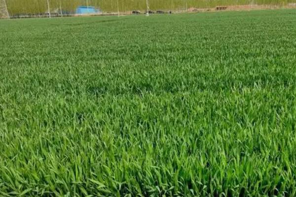 长江麦616小麦种子特点，比对照品种扬麦20熟期稍早