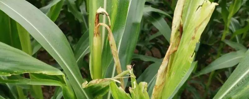 T1901玉米种子特点，适宜密度为3000株/亩左右