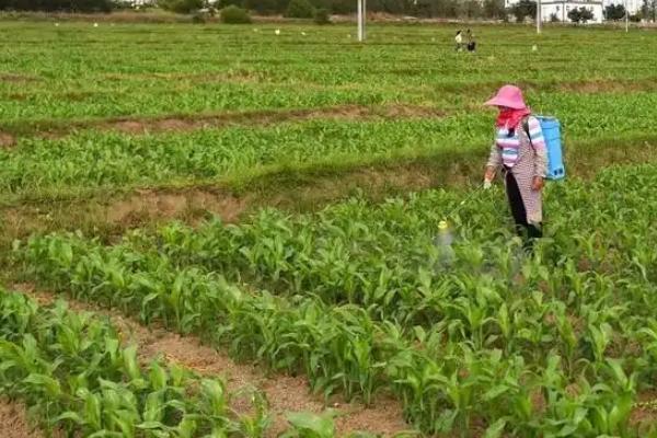 T1901玉米种子特点，适宜密度为3000株/亩左右