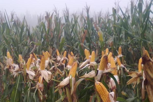 利生88玉米种子特点，高抗茎腐病