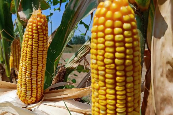 T1901玉米种子特点，适宜密度为3000株/亩左右