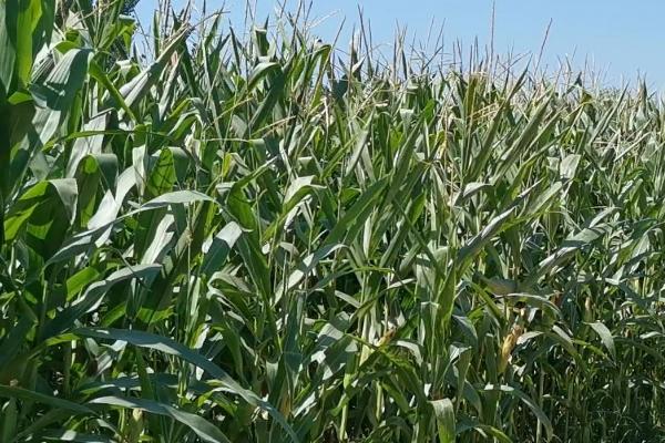 利生88玉米种子特点，高抗茎腐病