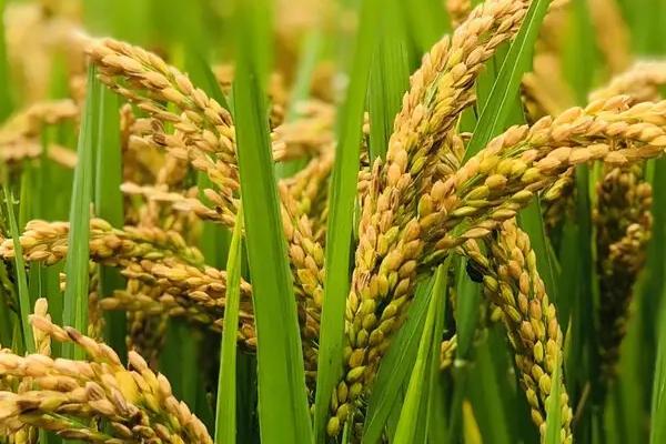锦紫3号水稻品种简介，全生育期要防稻瘟病等病害
