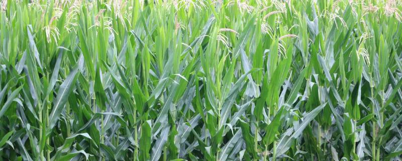 冀鑫玉909玉米种子简介,喇叭口期用药剂防治玉米螟