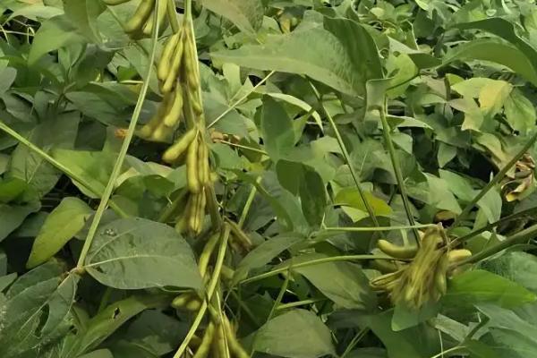 石豆33大豆品种简介，高抗花叶病毒病7号株系