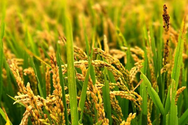 中科西陆11号水稻种子简介，播种量4-5千克