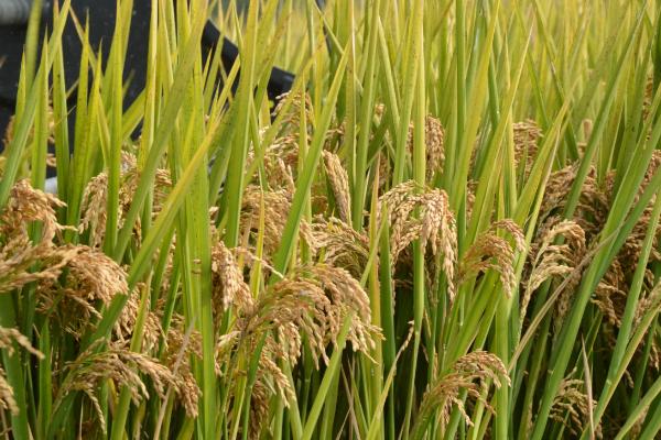 中科西陆11号水稻种子简介，播种量4-5千克