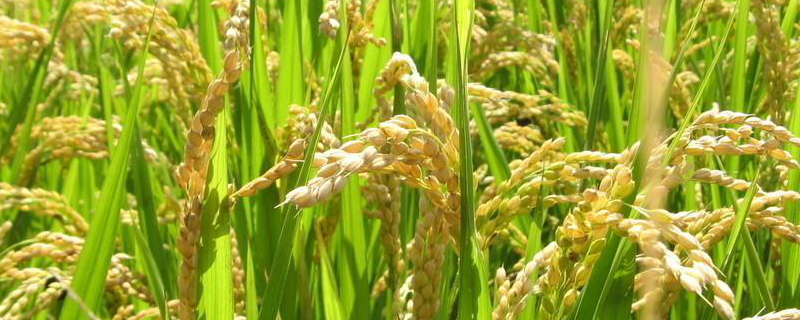 昭两优1466水稻品种的特性，一般4月下旬—5月中旬播种