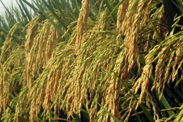邦两优芳丝苗水稻品种简介，每亩插足基本苗7万以上