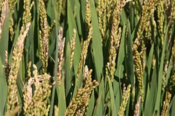 邦两优芳丝苗水稻品种简介，每亩插足基本苗7万以上