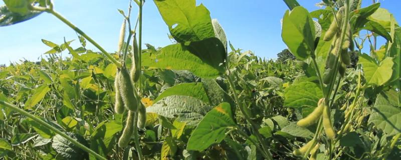 皖豆37大豆种子简介，属晚熟夏大豆品种