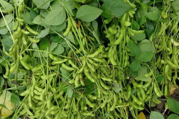 皖豆37大豆种子简介，属晚熟夏大豆品种