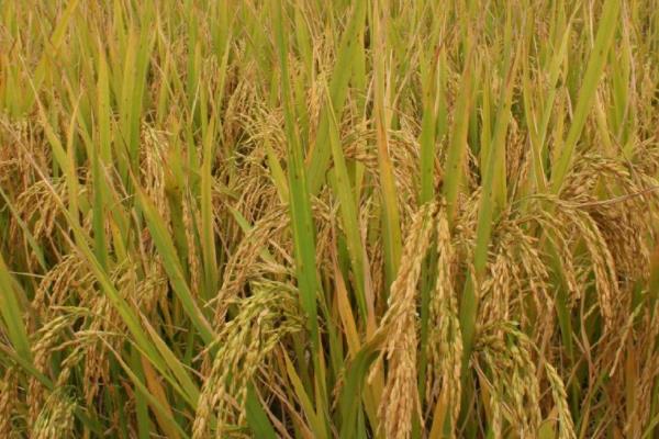 荃科两优836水稻品种简介，每亩有效穗数17.9万穗