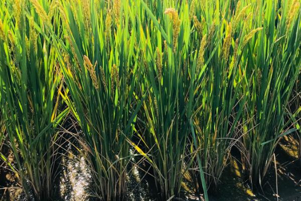隆晶优8250水稻种子特点，全生育期123.5天