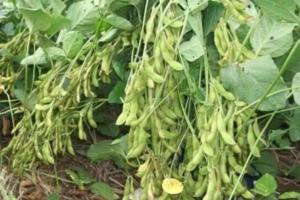 皖豆37大豆种子简介，属晚熟夏大豆品种