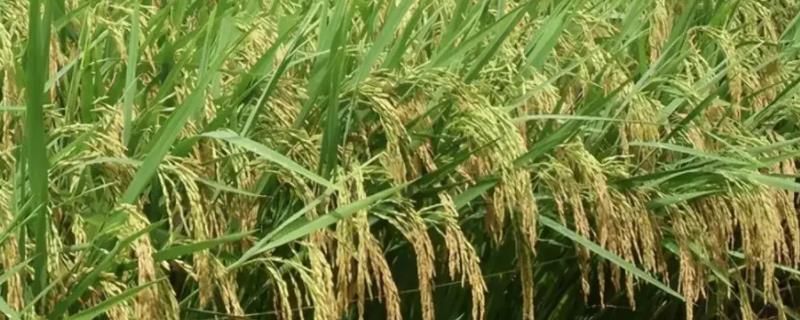 荃科两优836水稻品种简介，每亩有效穗数17.9万穗