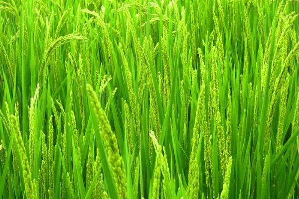 金泰占水稻品种简介，全生育期129.1天