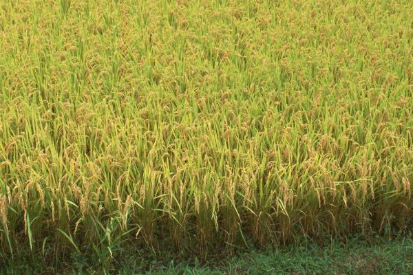 春优917水稻种子特点,中抗纹枯病