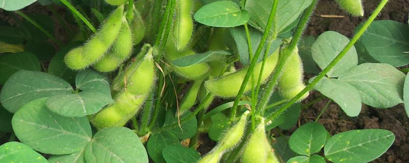 周豆37大豆品种的特性，普通型夏大豆品种