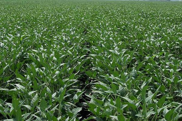 商豆158大豆品种的特性，普通型夏大豆品种