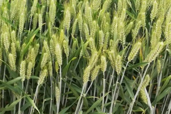 济紫麦4号小麦种子介绍,适宜播期10月10~20日