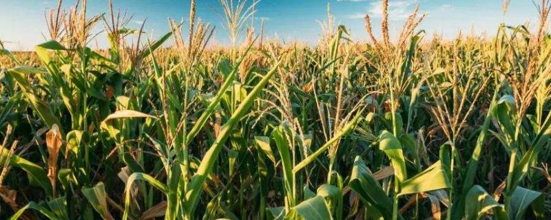 欣科5724玉米种子介绍，有效防治地下害虫