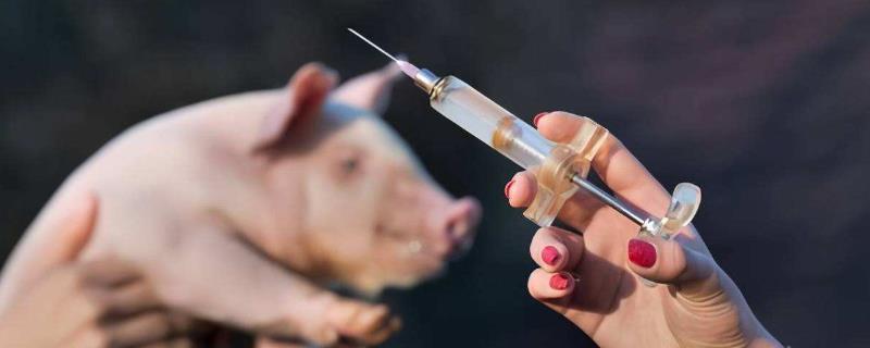 仔猪三针保健介绍，是指在不同的日龄注射长效抗生素