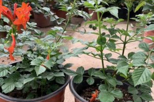 冬季怎么在院中养护凌霄花，每隔一个月浇一次水