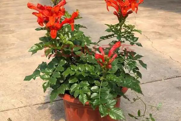 冬季怎么在院中养护凌霄花，每隔一个月浇一次水