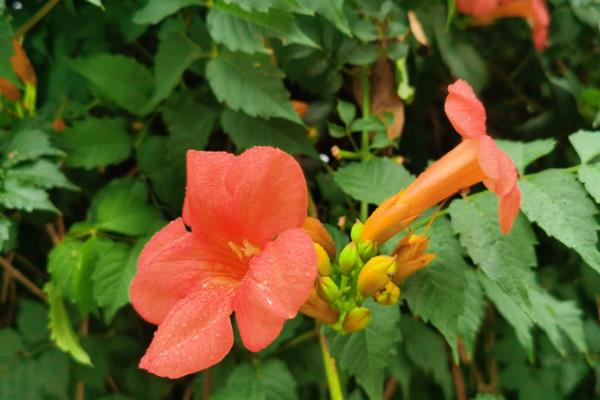 冬季怎么在院中养护凌霄花，每隔一个月浇一次水