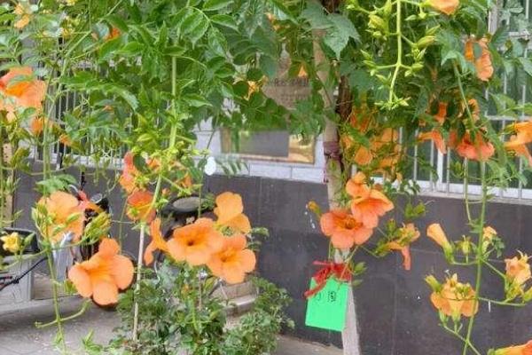 冬季怎么在院中养护凌霄花，每隔一个月浇一次水
