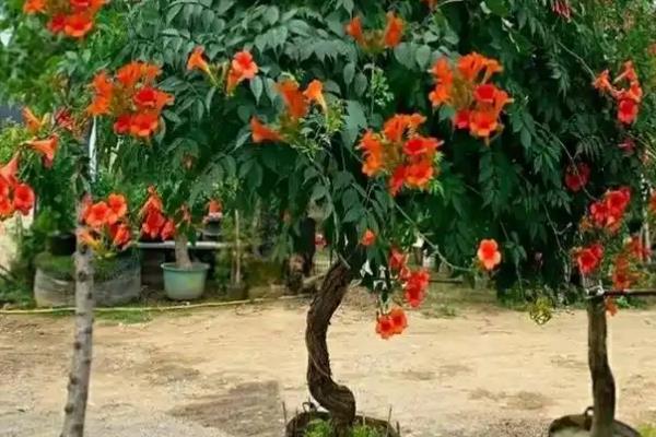 冬季怎么在院中养护凌霄花，每隔一个月浇一次水
