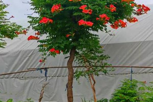冬季怎么在院中养护凌霄花，每隔一个月浇一次水
