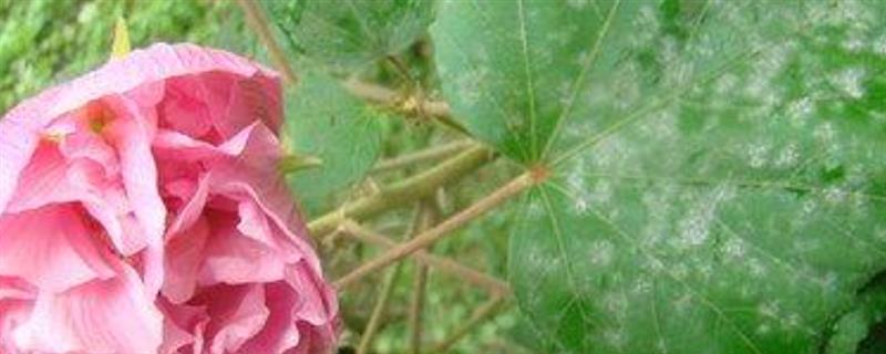 木芙蓉花常见的病虫害及防治方法，常见的有蚜虫、红蜘蛛等