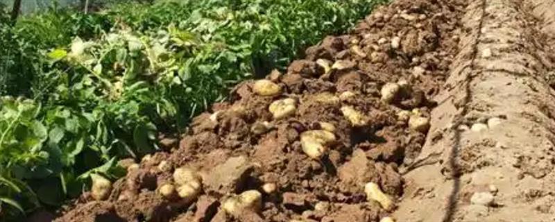 大棚土豆栽培技术，适播种期为1月24-28日