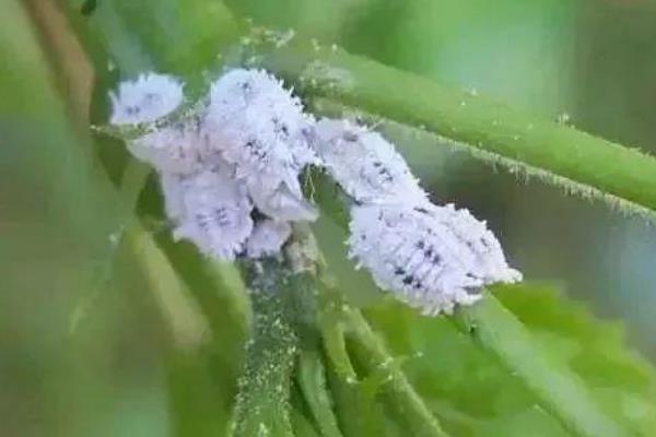 木芙蓉花常见的病虫害及防治方法，常见的有蚜虫、红蜘蛛等