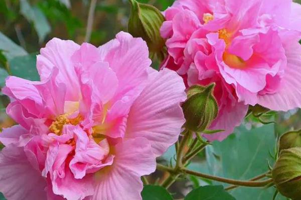木芙蓉花常见的病虫害及防治方法，常见的有蚜虫、红蜘蛛等