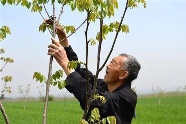 怎么让核桃树矮化，幼树时期还可进行摘心修剪