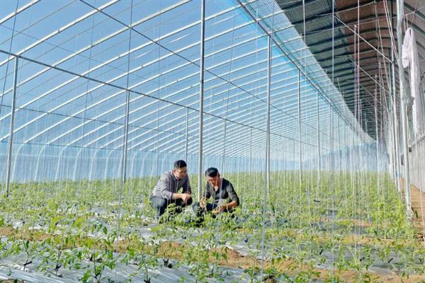 大棚土豆栽培技术，适播种期为1月24-28日