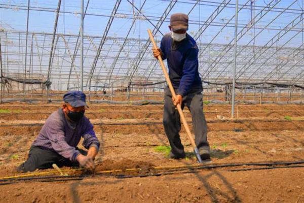 大棚土豆栽培技术，适播种期为1月24-28日
