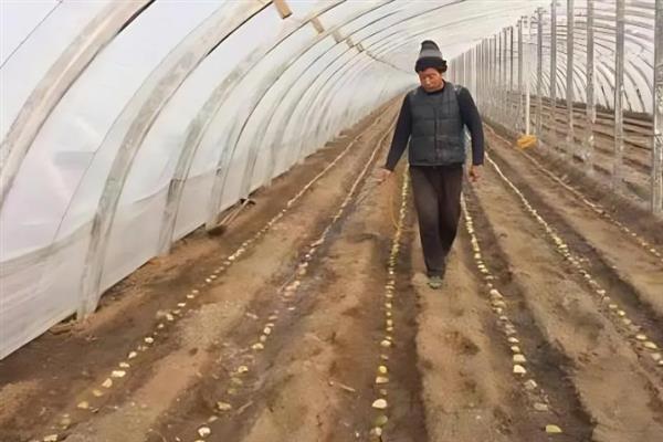 大棚土豆栽培技术，适播种期为1月24-28日