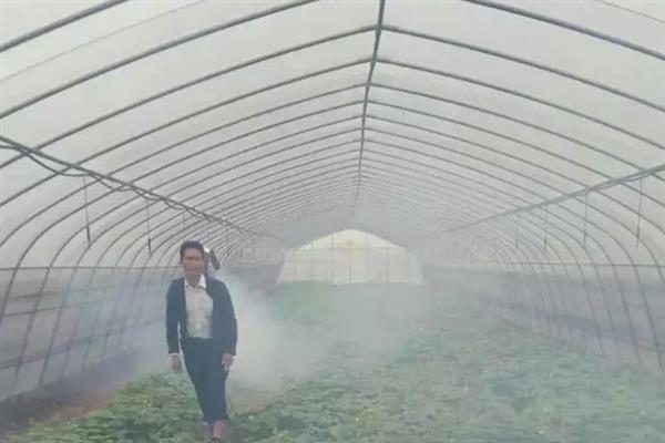 大棚土豆栽培技术，适播种期为1月24-28日