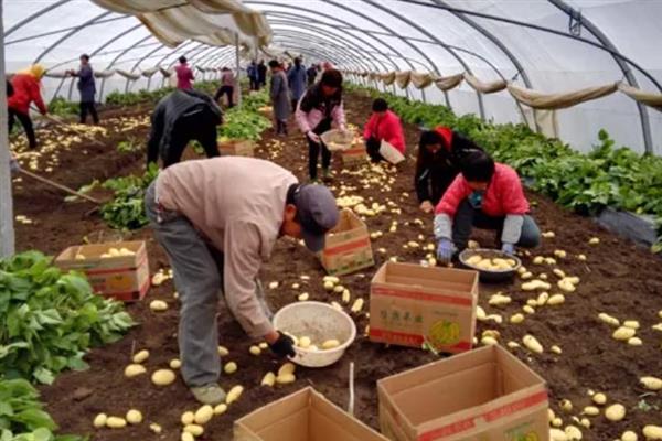 大棚土豆栽培技术，适播种期为1月24-28日