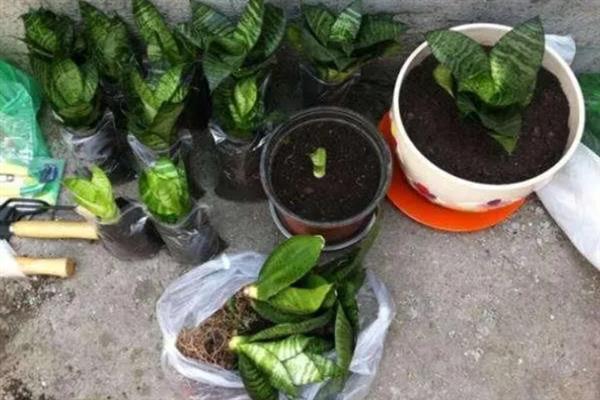 虎皮兰栽多深合适，3-5厘米即可