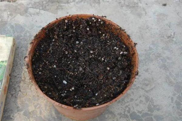 虎皮兰栽多深合适，3-5厘米即可