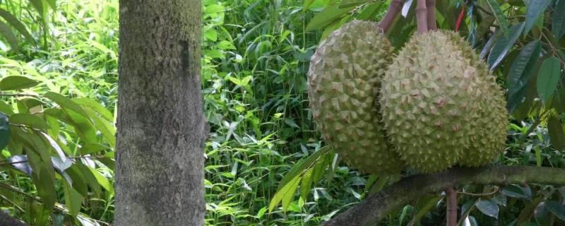 榴莲为什么这么贵，因为其运输成本和人工费高
