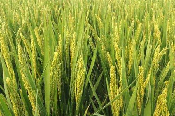 荃优鄂丰丝苗的产量，平均亩产量为660-680公斤左右