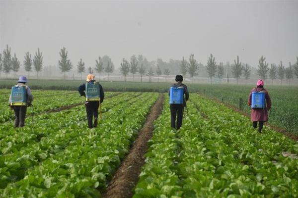 农药防治蔬菜病的技术，不同病害的防治方法不同
