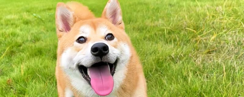 柴犬和秋田犬的区别是什么，体型、毛发和脸型均不同
